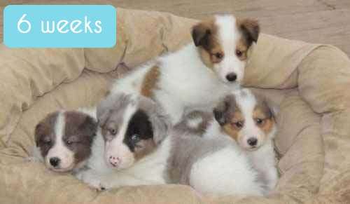Shelties at 6 Weeks Old Shelties at 6 Weeks Old