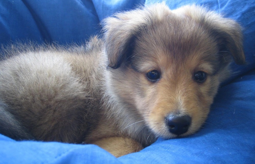 Shelties at 8 Weeks Old Shelties at 8 Weeks Old