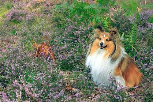 Sheltie Among Flowers