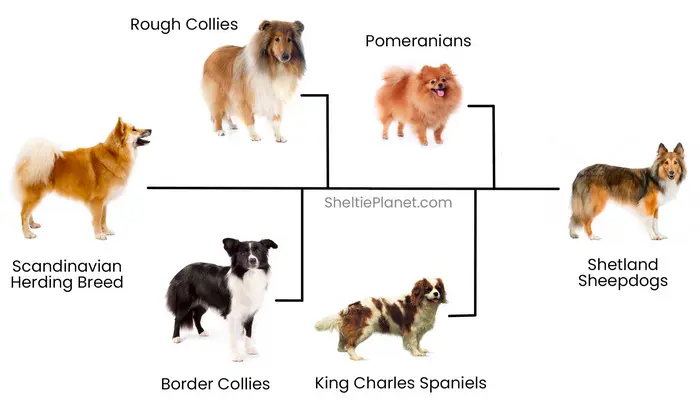 The Sheltie ancestry involves a Scandinavian herding breed being crossed with Rough Collies, Border Collies, Pomeranians, and King Charles Spaniels The Sheltie ancestry involves a Scandinavian herding breed being crossed with Rough Collies, Border Collies, Pomeranians, and King Charles Spaniels