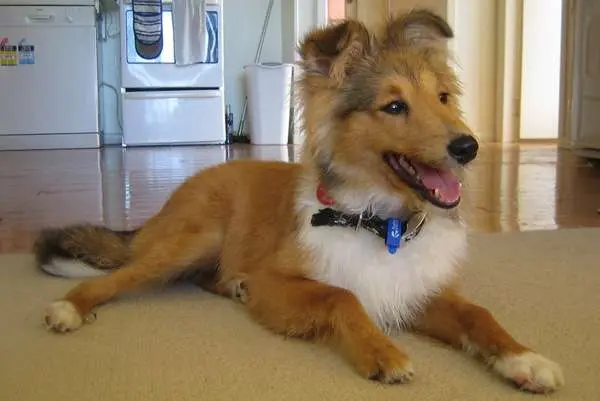 Our Sheltie at six months old Our Sheltie at six months old