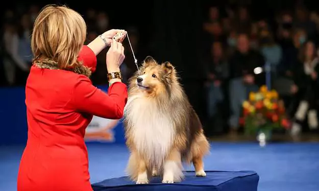 Sheltie at The National Dog Show