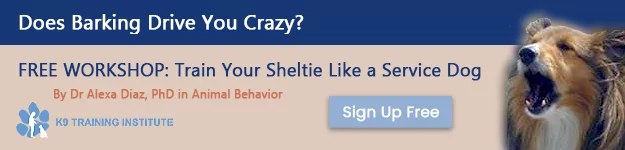 Stop Sheltie Barking - Dog Training Workshop Stop Sheltie Barking - Dog Training Workshop