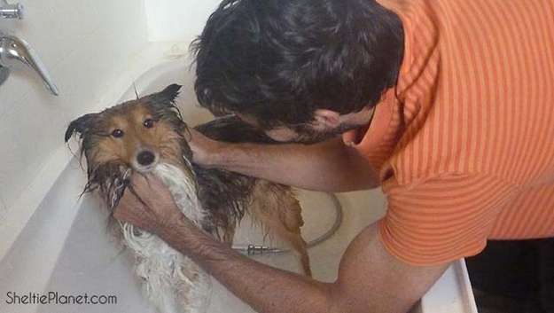 Our sweet Piper in the bath. By Sheltie Planet Our sweet Piper in the bath. By Sheltie Planet