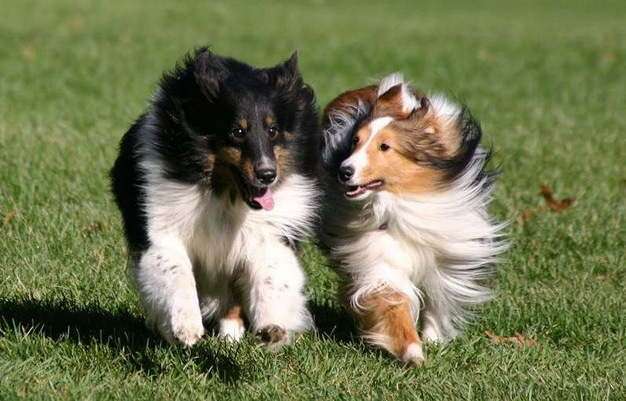 Shetland Sheepdogs Shetland Sheepdogs
