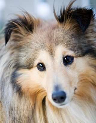 Professional breeders specialize in one or two dog breeds Professional breeders specialize in one or two dog breeds