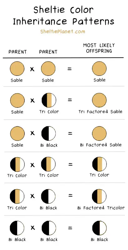 Sheltie Color Inheritance Patterns Sheltie Color Inheritance Patterns