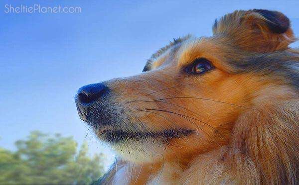 Gorgeous Lassie look-alike!!  Collie puppies, Collie dog, Sheltie