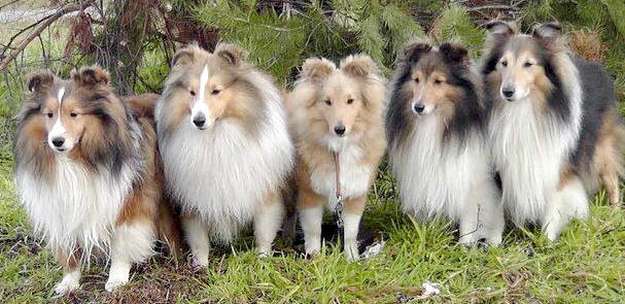 The Sheltie Family Tree The Sheltie Family Tree
