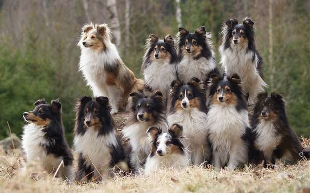 are shelties good apartment dogs