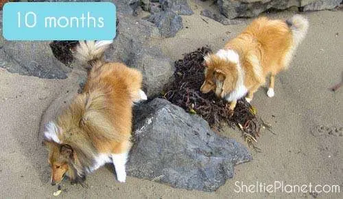 Our male Shelties in their first winter coat at 10 months Our male Shelties in their first winter coat at 10 months