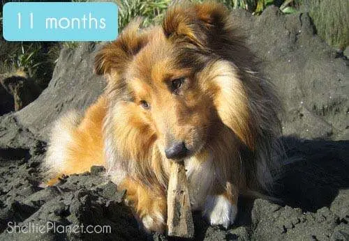 Our adorable Sheltie at 11 months Our adorable Sheltie at 11 months