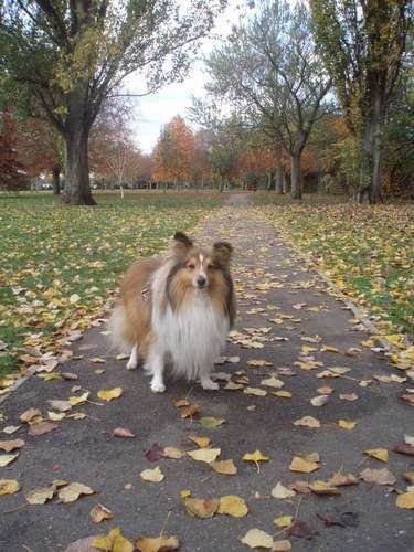 Sheltie in The Park