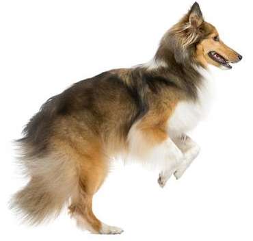 Should You Let Your Sheltie Jump on People? Should You Let Your Sheltie Jump on People?