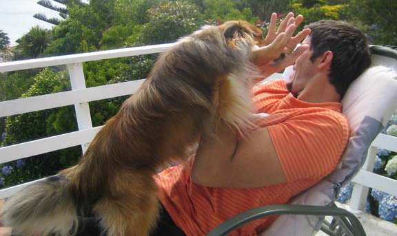 Why is Your Sheltie Jumping? Why is Your Sheltie Jumping?