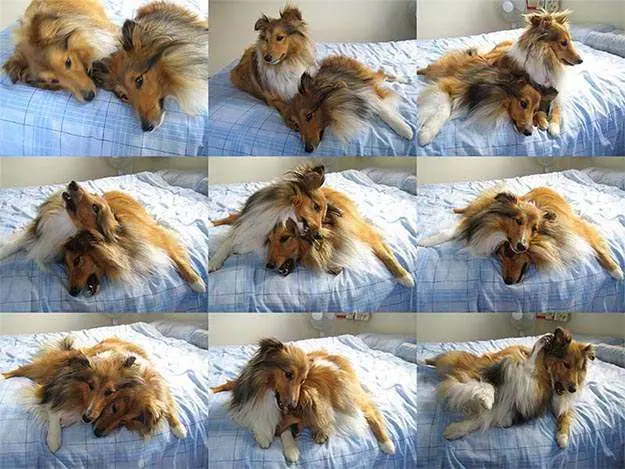 Sheltie montage: fighting and hugging on the bed Sheltie montage: fighting and hugging on the bed