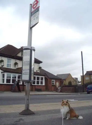 Sheltie on The Bus