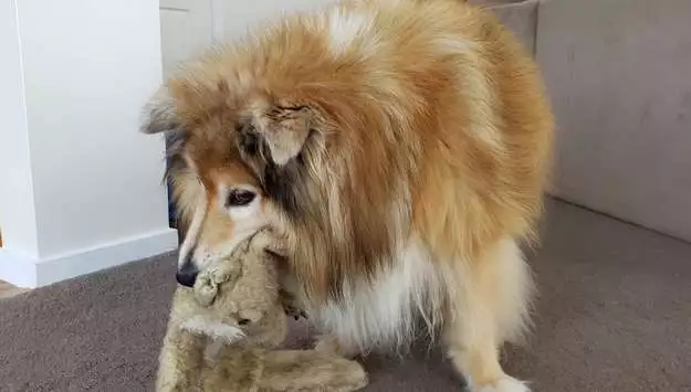 Howard playing with his favorite toy, Wolfie Howard playing with his favorite toy, Wolfie
