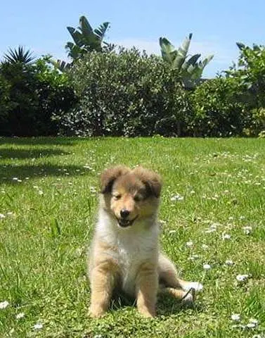 Puppies can be re-homed from 8 weeks old Puppies can be re-homed from 8 weeks old