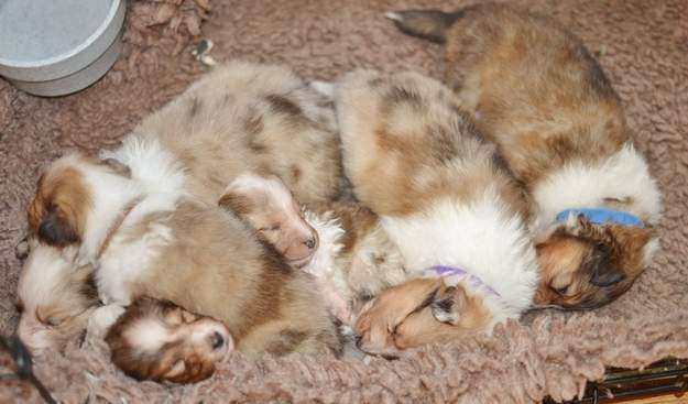 Pet store puppies are separated early from their mom and have limited socialization with people Pet store puppies are separated early from their mom and have limited socialization with people