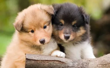 Sheltie Puppies for Sale: Find an Ethical Breeder Near You Sheltie Puppies for Sale: Find an Ethical Breeder Near You