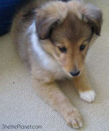 Howard at 8 weeks old. By Sheltie Planet Howard at 8 weeks old. By Sheltie Planet