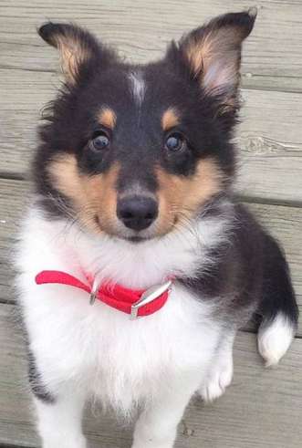 OBentley was a very cute puppy! By Lindsay Knipp-Barraza Bentley was a very cute puppy! By Lindsay Knipp-Barraza