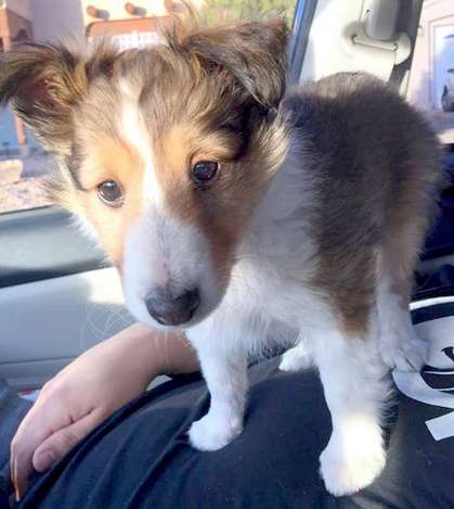 Our first picture of Tako on our ride home. By Marybeth Johnston Our first picture of Tako on our ride home. By Marybeth Johnston