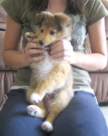 Sheltie Puppies in Pictures Sheltie Puppies in Pictures
