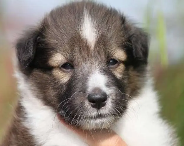Sheltie Puppies in Pictures