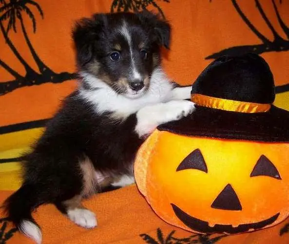 Sheltie Puppies in Pictures