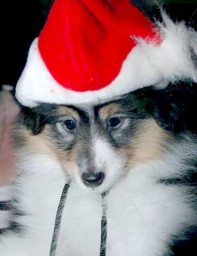 Sketchy's first Christmas. By Ann Demegillo Sherwood Sketchy's first Christmas. By Ann Demegillo Sherwood