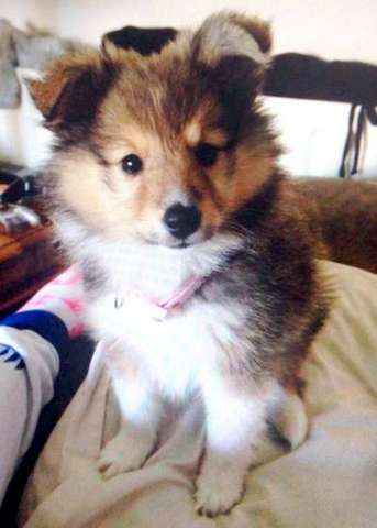 Gotta love Shelties! By Rich Teter Gotta love Shelties! By Rich Teter