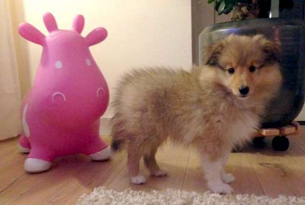 Our puppy Billy! By Anke Vermulst Our puppy Billy! By Anke Vermulst