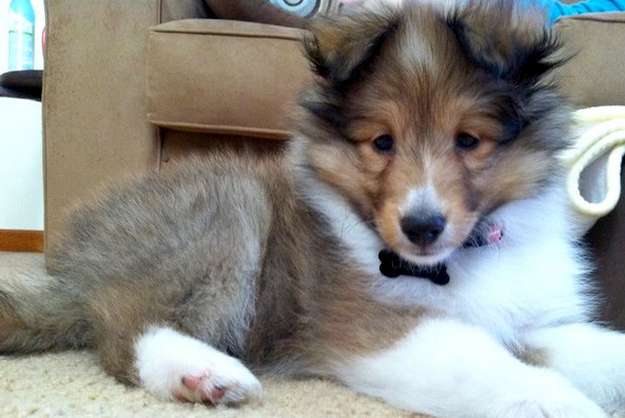 Puppy Lailah! By Joe Vegas Puppy Lailah! By Joe Vegas