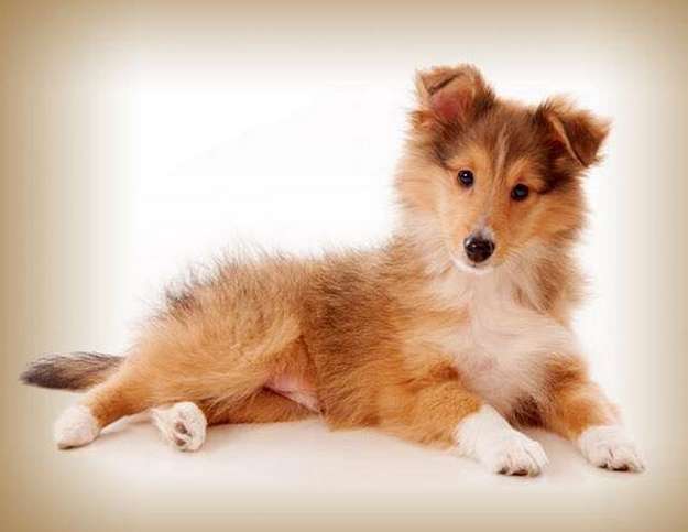 Baby Rupert. By Julie Jane Jones Baby Rupert. By Julie Jane Jones