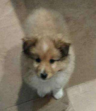 My cute Sheltie puppy Milo. By Ally Cooper My cute Sheltie puppy Milo. By Ally Cooper