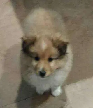 Sheltie Puppies in Pictures