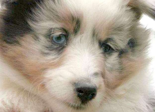 This is Daisy at 8 weeks old. By Paulien Frijters This is Daisy at 8 weeks old. By Paulien Frijters