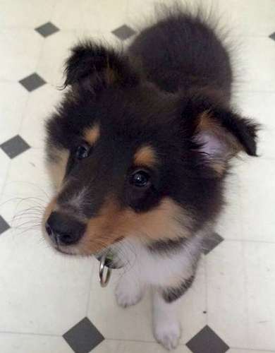 Our fur baby Fred. By Kim Westcott Our fur baby Fred. By Kim Westcott