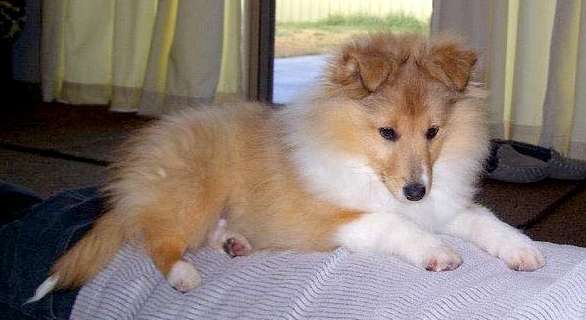 Little fluffy Mayci! By Randal Browning Little fluffy Mayci! By Randal Browning