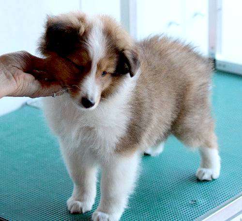 Levi at 8 weeks. By Randal Browning Levi at 8 weeks. By Randal Browning