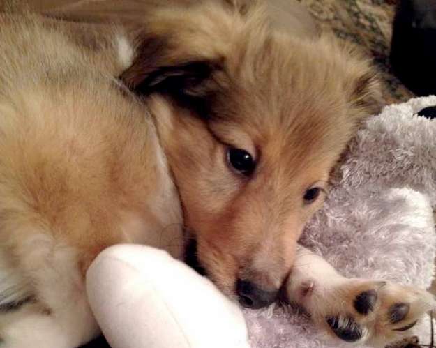 Our puppy Alex at 9 weeks. By Beth Williams Our puppy Alex at 9 weeks. By Beth Williams