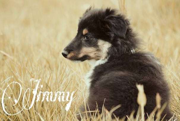 Jimmy. By Ilse Hoving Jimmy. By Ilse Hoving
