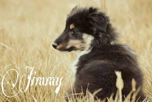 Sheltie Puppies in Pictures