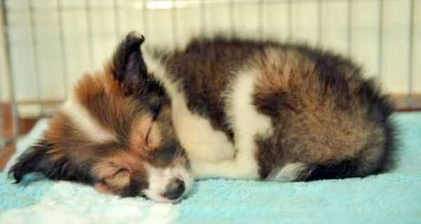 Our cute Sheltie puppy! By Wingy Wong Our cute Sheltie puppy! By Wingy Wong