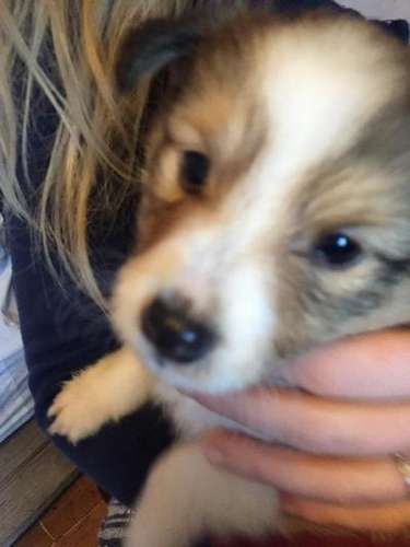 Rupert was only 5 weeks old here! By Mary Looby Rupert was only 5 weeks old here! By Mary Looby