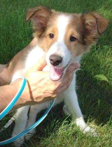 Our loving Skylar, just 3 months when he chose us as his family. He is the love of our lives! By Alejandra Rolon-Campise Our loving Skylar, just 3 months when he chose us as his family. He is the love of our lives! By Alejandra Rolon-Campise