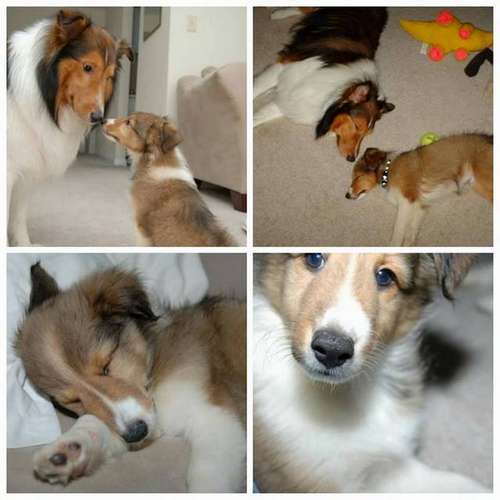 Here a few of Charlie at 8 weeks. Getting to meet his new big brother Monty. By Shannon Aslinger Here a few of Charlie at 8 weeks. Getting to meet his new big brother Monty. By Shannon Aslinger