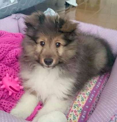 Our beautiful Anna Kira at 10 weeks. By Ginny Speers Our beautiful Anna Kira at 10 weeks. By Ginny Speers